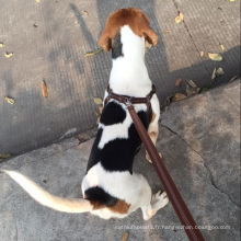 Chine chaîne rétractable chien harnais doux / Colliers pour animaux de compagnie et laisses
